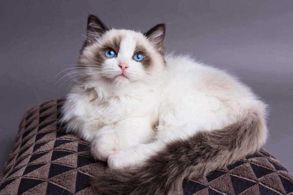 Ukuran Kucing Ragdoll